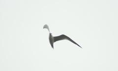 Gelochelidon nilotica