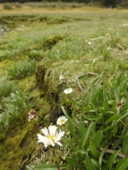 Symphyotrichum vahlii