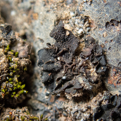 Lathagrium fuscovirens