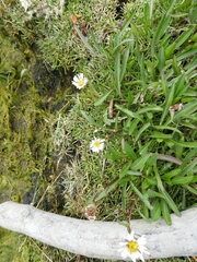 Symphyotrichum vahlii