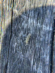 Entomobryomorpha