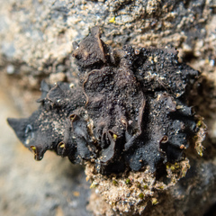 Lathagrium fuscovirens