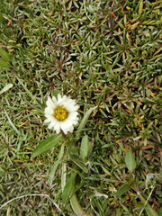 Symphyotrichum vahlii