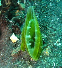 Atrina