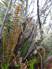 Blechnum penna-marina