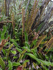 Blechnum penna-marina