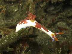 Nembrotha chamberlaini
