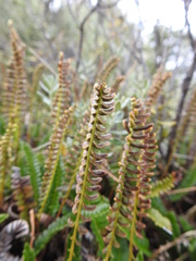 Blechnum penna-marina