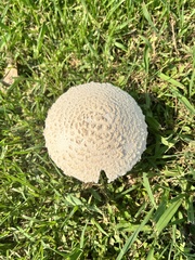 Saproamanita