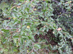 Nothofagus antarctica