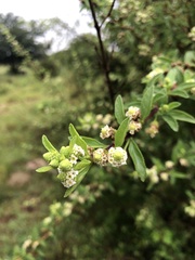 Lippia javanica