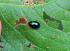 Plagiodera versicolora