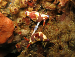 Nembrotha chamberlaini