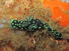 Nembrotha cristata
