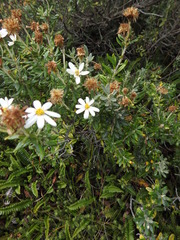 Chiliotrichum diffusum