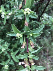 Lippia javanica