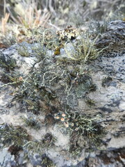 Usnea trachycarpa