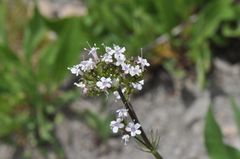 Valeriana acutiloba