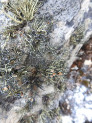 Usnea trachycarpa