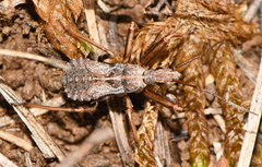 Rhynocoris