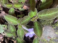 Episcia lilacina