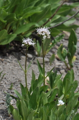 Valeriana acutiloba