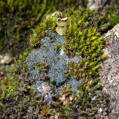 Fuscopannaria cyanolepra