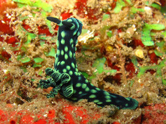 Nembrotha cristata