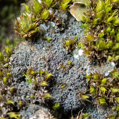 Fuscopannaria cyanolepra