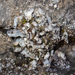 Dermatocarpon reticulatum