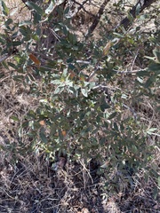 Quercus emoryi