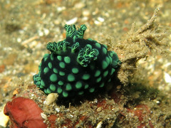 Nembrotha cristata
