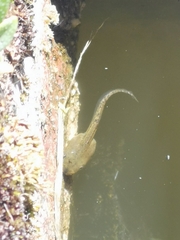 Dendropsophus molitor