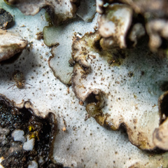 Dermatocarpon reticulatum