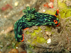 Nembrotha kubaryana
