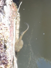 Dendropsophus molitor