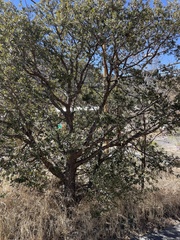 Quercus emoryi