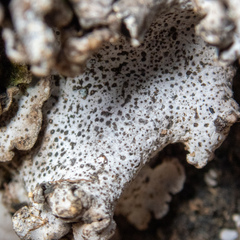 Dermatocarpon reticulatum