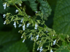 Isodon lophanthoides