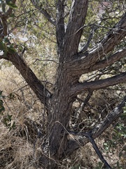Quercus emoryi