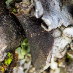 Dermatocarpon reticulatum