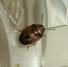 Neottiglossa pusilla