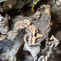 Dermatocarpon reticulatum