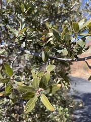 Quercus emoryi