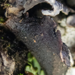 Dermatocarpon reticulatum