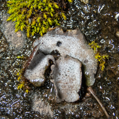 Dermatocarpon miniatum