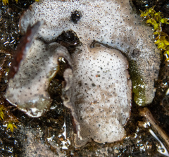 Dermatocarpon miniatum