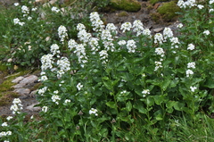 Cardamine cordifolia