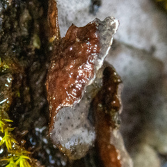 Dermatocarpon miniatum