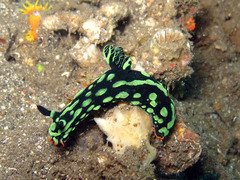 Nembrotha kubaryana